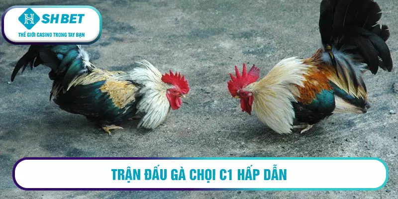 Casino đá gà C1 uy tín, chất lượng cược cao 5 Trận đấu gà chọi C1 hấp dẫn